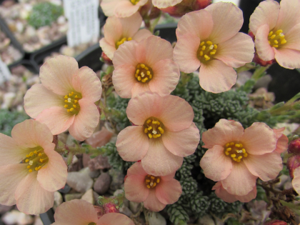 Saxifraga 'Alexandra Humbolt '